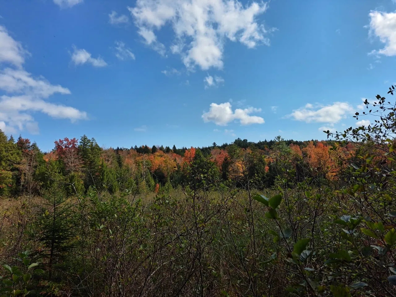Potter Brook Timberlands Hunting Land for Sale