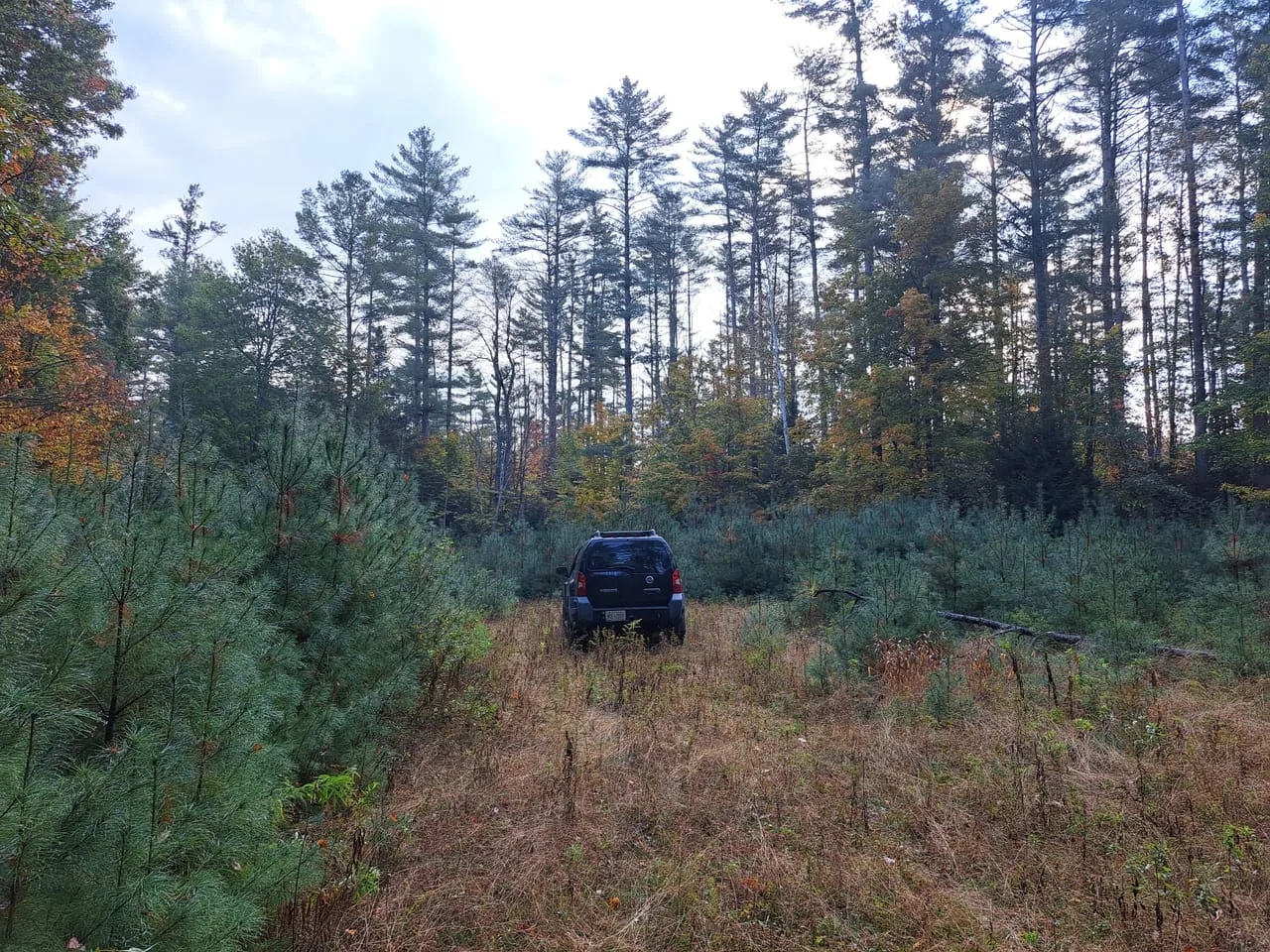 Potter Brook Timberlands Hunting Land for Sale