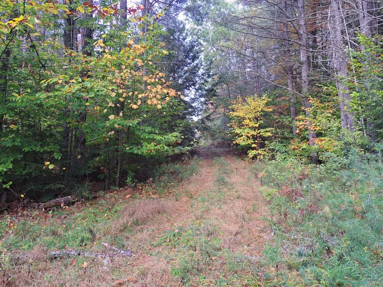 Potter Brook Timberlands Hunting Land for Sale