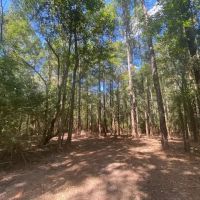 6 acres in Salem School District-Walthall County MS images 4