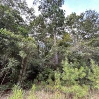 The Ideal 40 Acres images 5