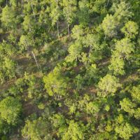 Sampson Farm Recreational Tract 573 - Ac Jackson County FL images 4
