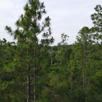 Sampson Farm Recreational Tract 573 - Ac Jackson County FL images 5