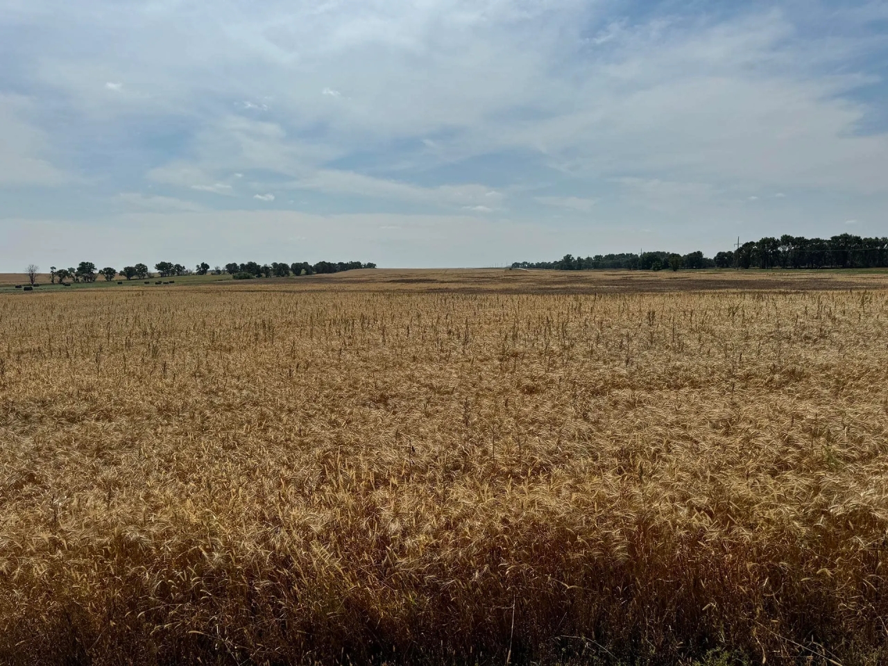 Dewey County Land Hunting Land for Sale