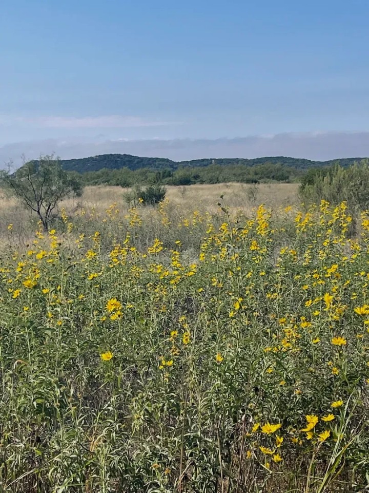 New Listing 15.26 Acres Taylor County featured image