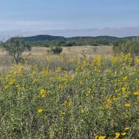 New Listing 15.26 Acres Taylor County