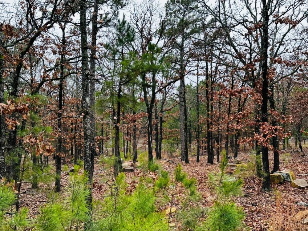 Recreational 28.5 Acres Stringtown OK featured image
