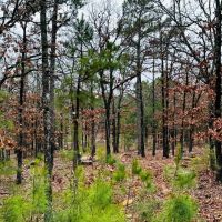 Recreational 28.5 Acres Stringtown OK