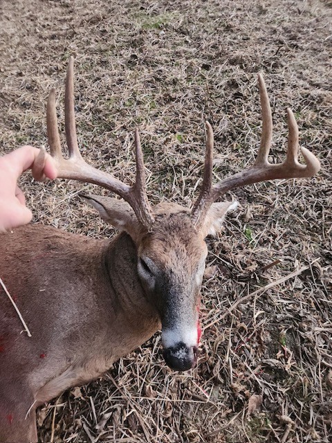 Cohen deer featured image