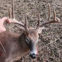 Cohen deer