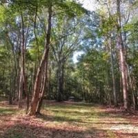 78 Acres in Yazoo County in Bentonia MS images 2