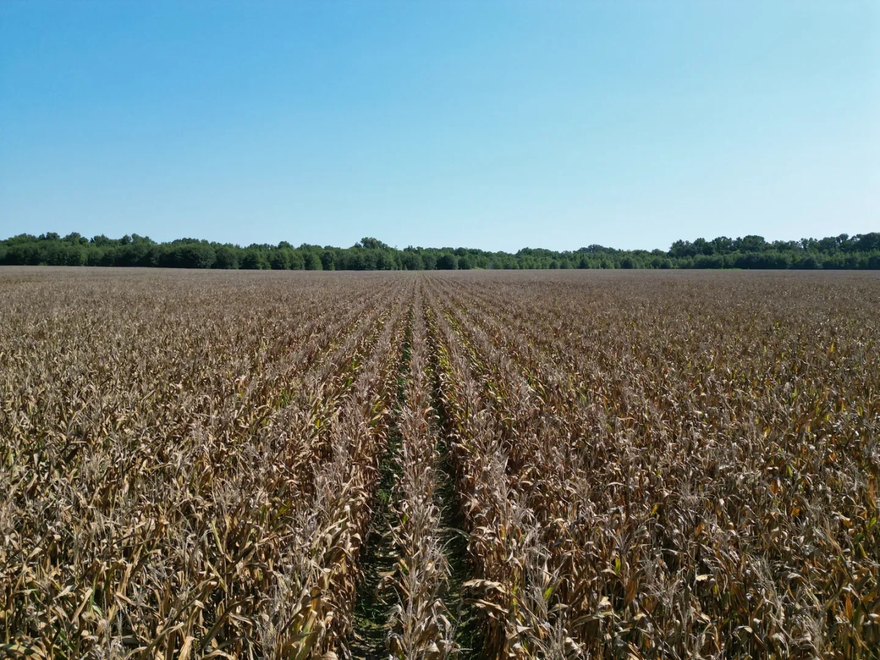 LA Franklin 176 acres Hunting Land for Sale