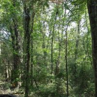 LA - Franklin 176 acres - images 3