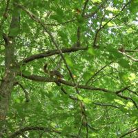 LA - Franklin 176 acres - images 4