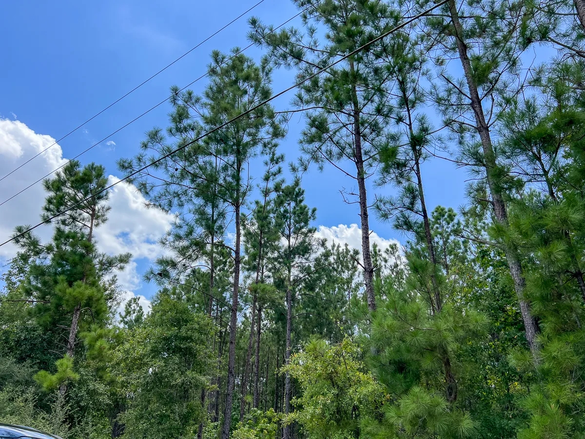 16 Acres CR 1420 T15 Hunting Land for Sale