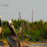 Waterfowl Hunting Breton NWR of 13,000 Acres in Venice, LA images 3
