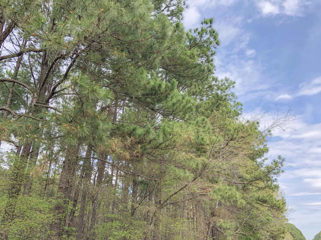 463 Acres Hwy 67 Maya 1003 Hunting Land for Sale