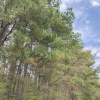463 Acres Hwy 67 Maya 1003 images 2