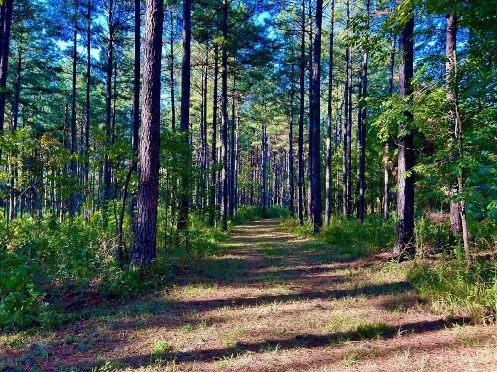 Smithdale MS 80 - Acres For Sale featured image