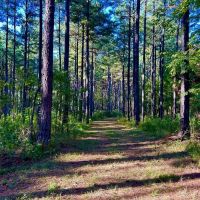 Smithdale MS 80 - Acres For Sale images 1