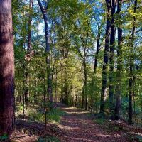 Smithdale MS 80 - Acres For Sale images 2