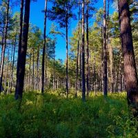 Smithdale MS 80 - Acres For Sale images 4