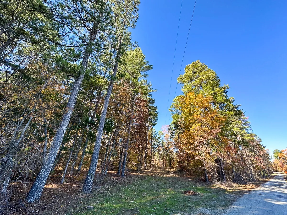 113 Acres Hwy 37 T6 Kiskadee Hunting Land for Sale HuntingLocator