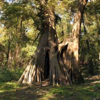 Cat Island NWR of 3,000 Acres Deer and Turkey Hunting land in, LA images 6