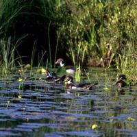 Cat Island NWR of 3,000 Acres Deer and Turkey Hunting land in, LA images 2