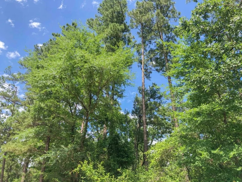 388 Acres Lost Indian Camp Road Tract 5302 Hunting Land for Sale