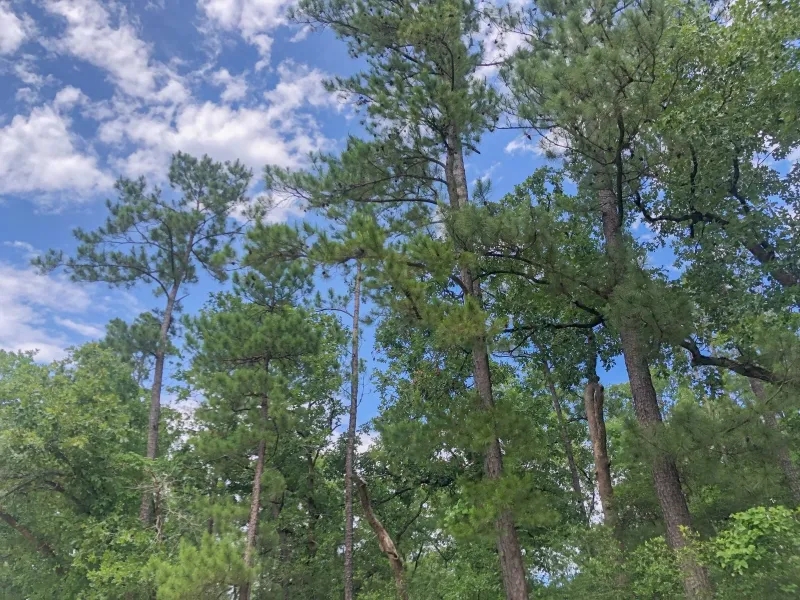 388 Acres Lost Indian Camp Road Tract 5302 Hunting Land for Sale