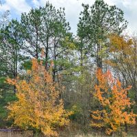 146 Acres CR 2115 Tract 1011 images 2