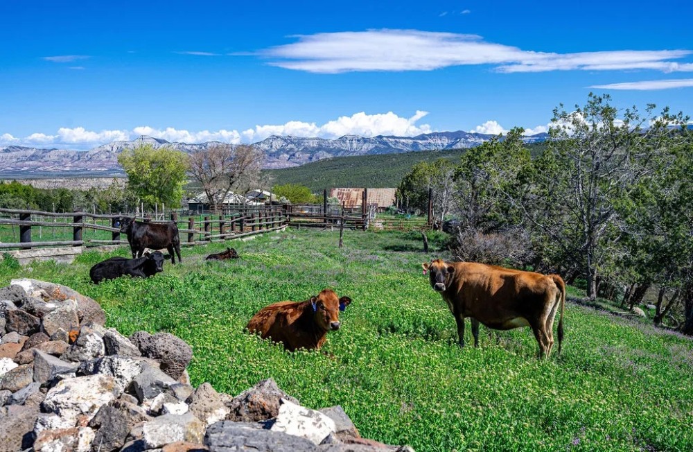 Molina Farm featured image