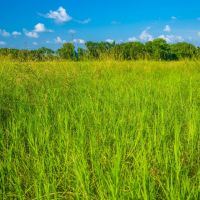 Dolen Ranch images 5