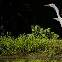 Waterfowl and Deer Hunting, Catahoula NWR of 25,000 acres in Catahoula, LA images 4