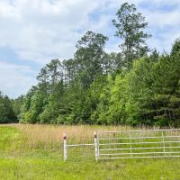 25 Acres FM 2937 C-1 Silsbee Stake images 3