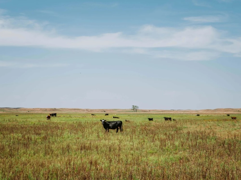 The Dillon Ranch featured image