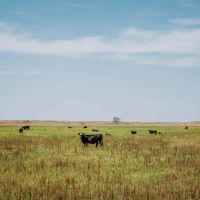 The Dillon Ranch