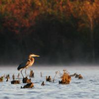 17,500 acres DʻArbonne NWR Waterfowl hunting in West Monroe, LA images 5