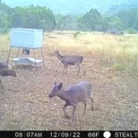24501 HWY 83 Concan images 4