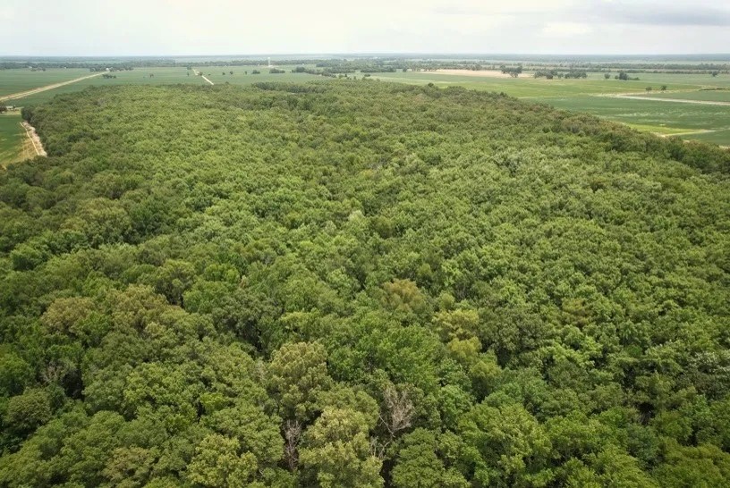 99 Acres in Sunflower County in Shaw MS featured image