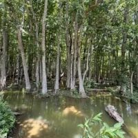 99 Acres in Sunflower County in Shaw MS images 4
