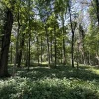 99 Acres in Sunflower County in Shaw MS images 5