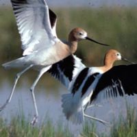 Delta NWR of 48,800 acres Waterfowl Hunting Land in Plaquemines, LA images 3