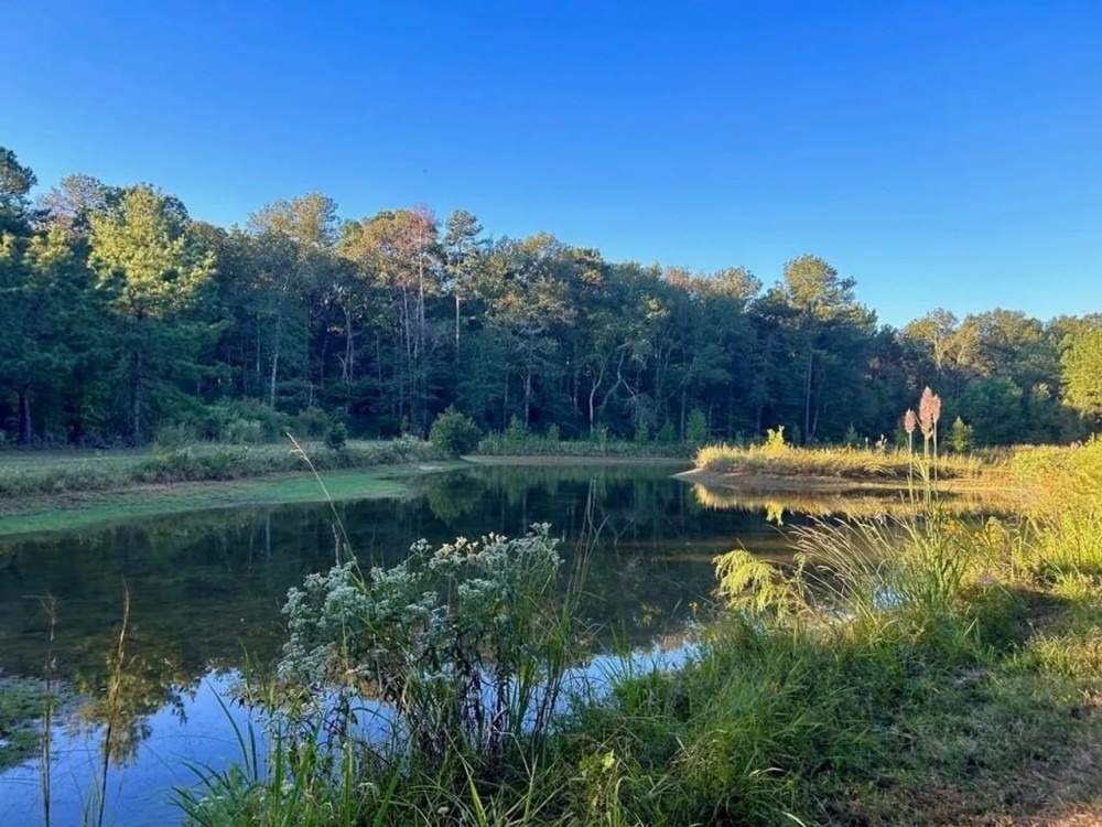Smithdale MS 100 - Acres For Sale featured image