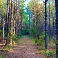 Smithdale MS 100 - Acres For Sale images 3