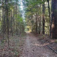 Smithdale MS 100 - Acres For Sale images 4