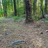 Smithdale MS 100 - Acres For Sale images 5