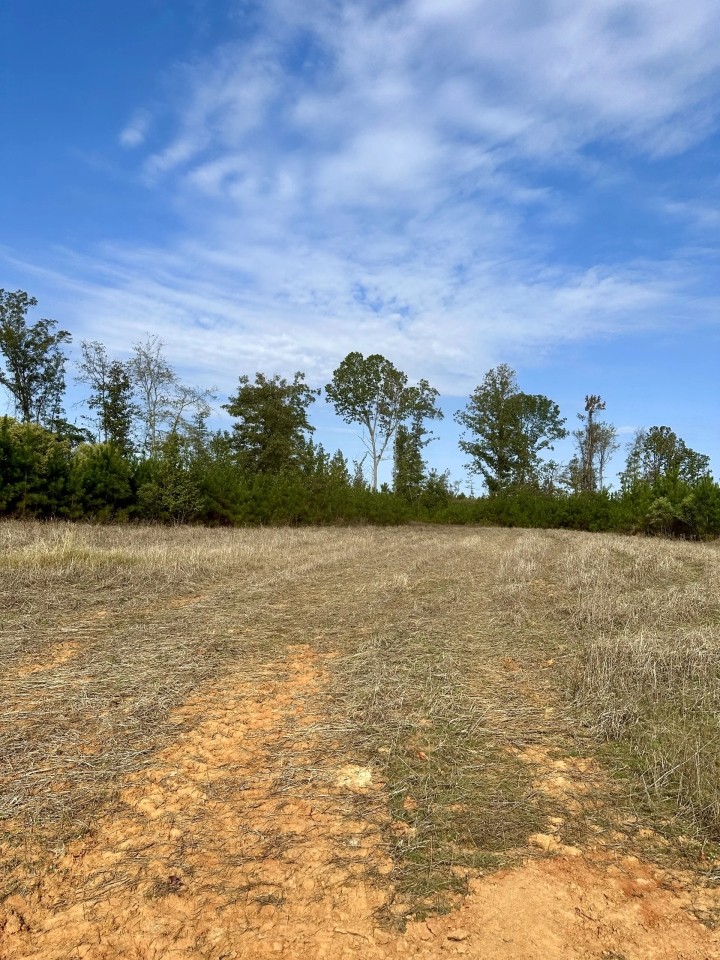 243 Acres in Winston County MS featured image