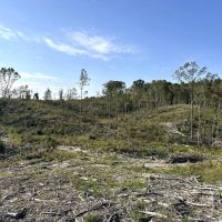 243 Acres in Winston County MS images 2